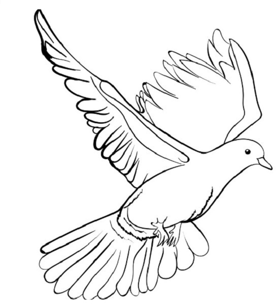 Gambar burung merpati Gambar burung merpati
