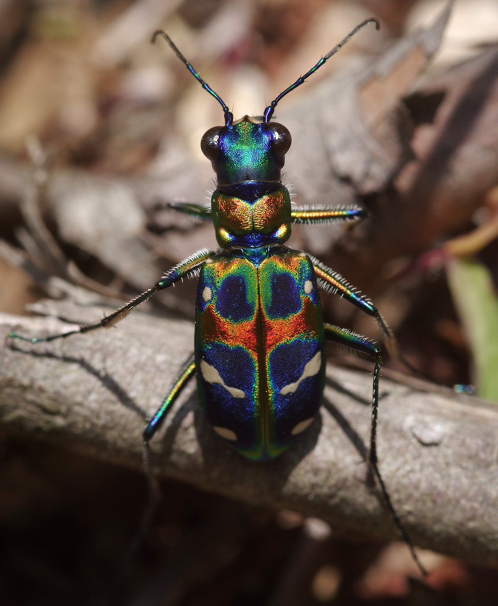 Wildeep's Illuminations: Japanese Tiger Beetle