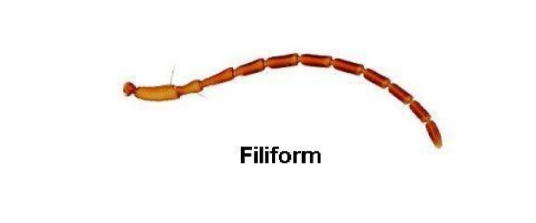 Agriworld: Insects Antennae