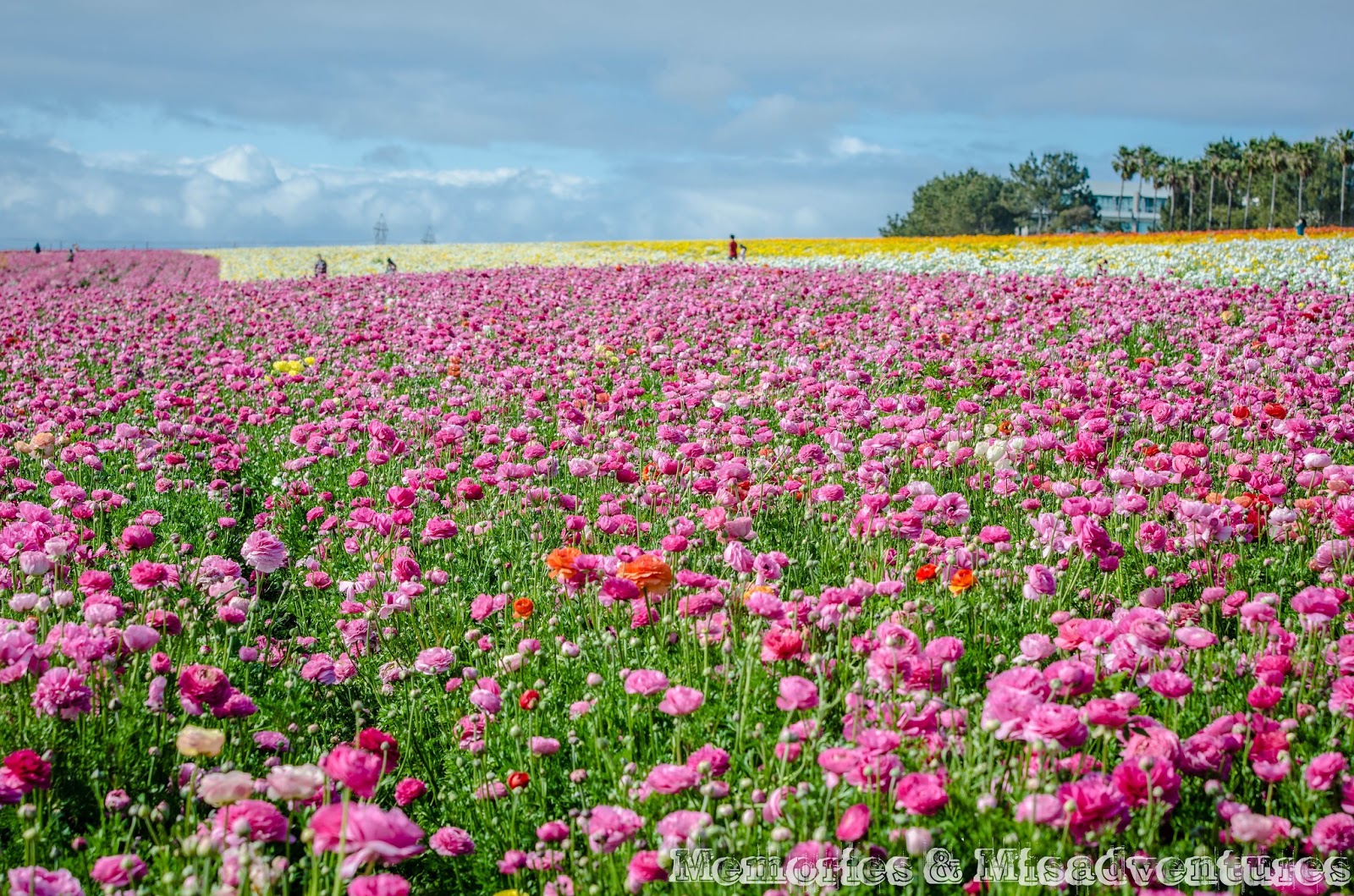 Memories and Misadventures: Carlsbad Flower Fields