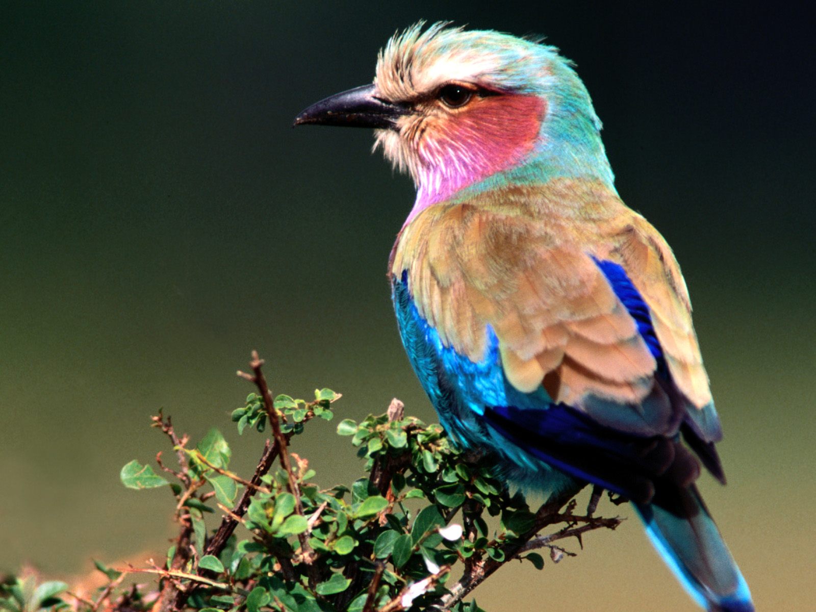 Beautiful Birds Wallpapers Birds Desktop Wallpapers Wallpaper Zone Beautiful Birds Wallpapers Birds Desktop Wallpapers Wallpaper Zone