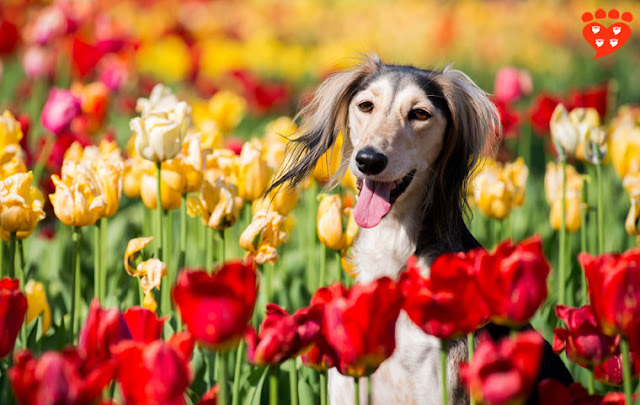 Positive reinforcement in dog training - a guide for all dogs, like this happy Saluki in a field of tuilips