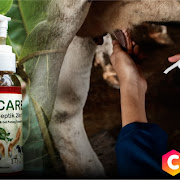 Peduli Sanitasi Peternak Sapi Perah, Mahasiswa Undip Ciptakan Handsanitizer Herbal