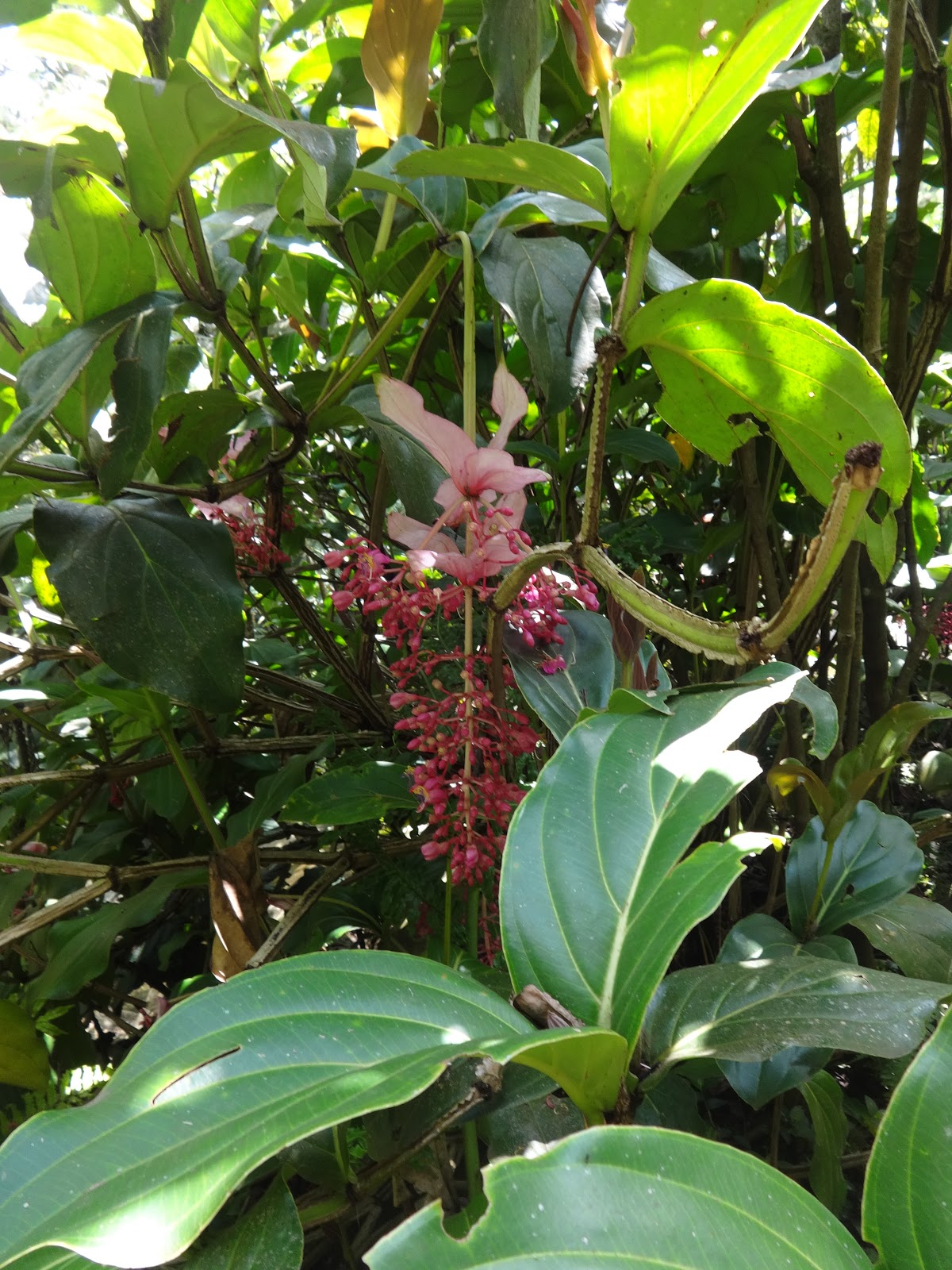 Herbs from Distant Lands Medinilla magnifica, Medinilla pendula