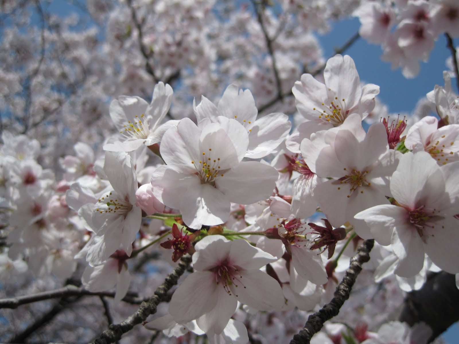 Japanese Seikatsu Bunga Sakura 