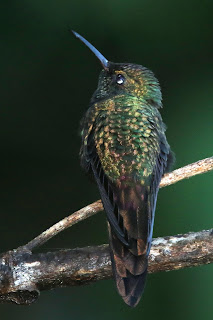 Hispaniolan Emerald