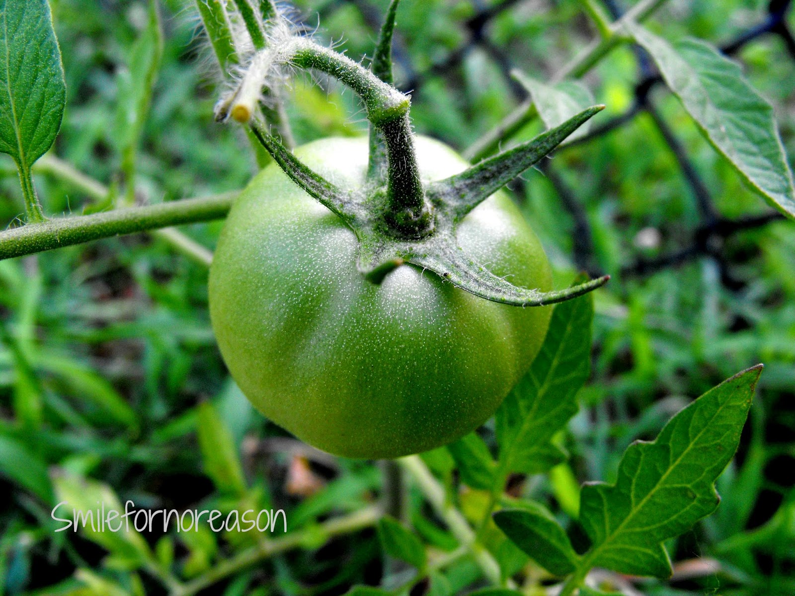 baby tomatoes