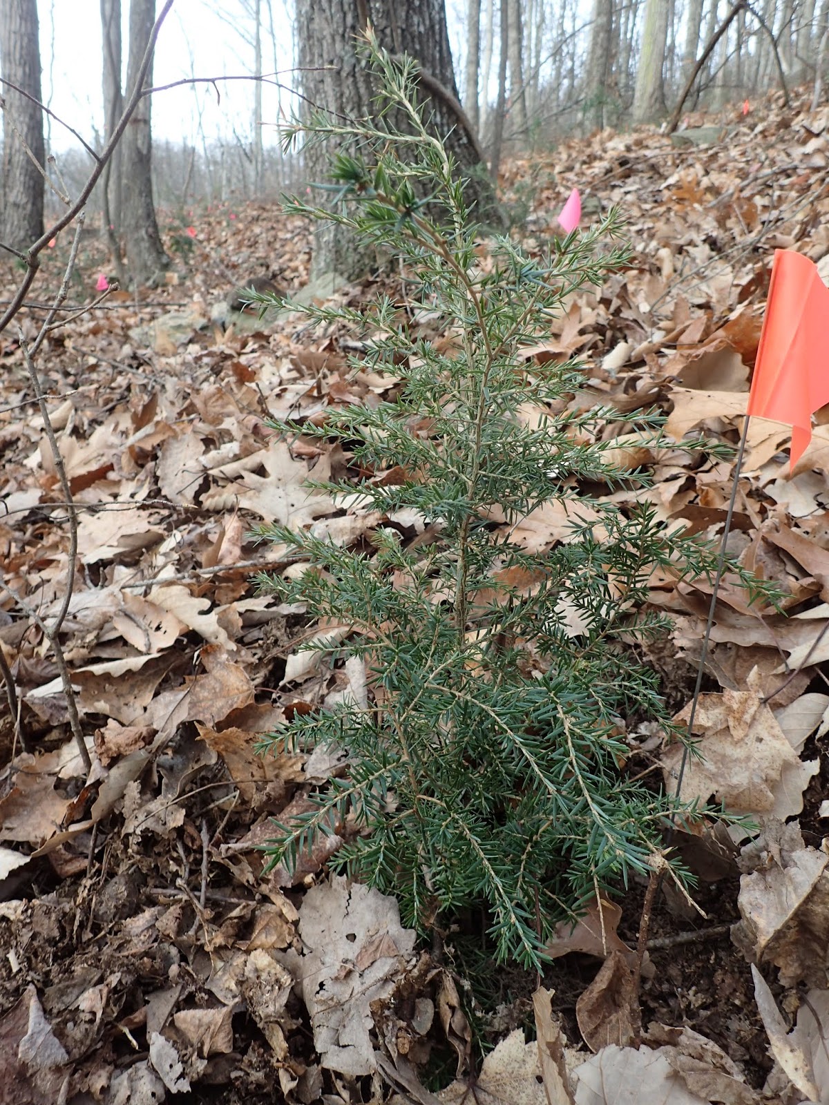 Field Notes Hemlock Restoration 2.0