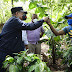 DANILO MEDINA CONSTATA AVANCES PROYECTOS DESARROLLO AGROFORESTAL: CASI 602 MIL TAREAS SEMBRADAS MÁS DE 13 MIL PRODUCTORES BENEFICIADOS 