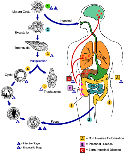 askep disentri amoeba pdf askep disentri amoeba pdf