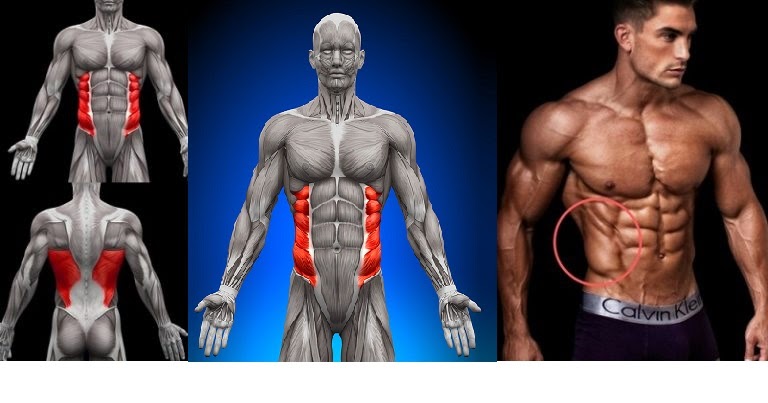 How to Get Ripped Abs – The Obliques Muscles - Bodydulding