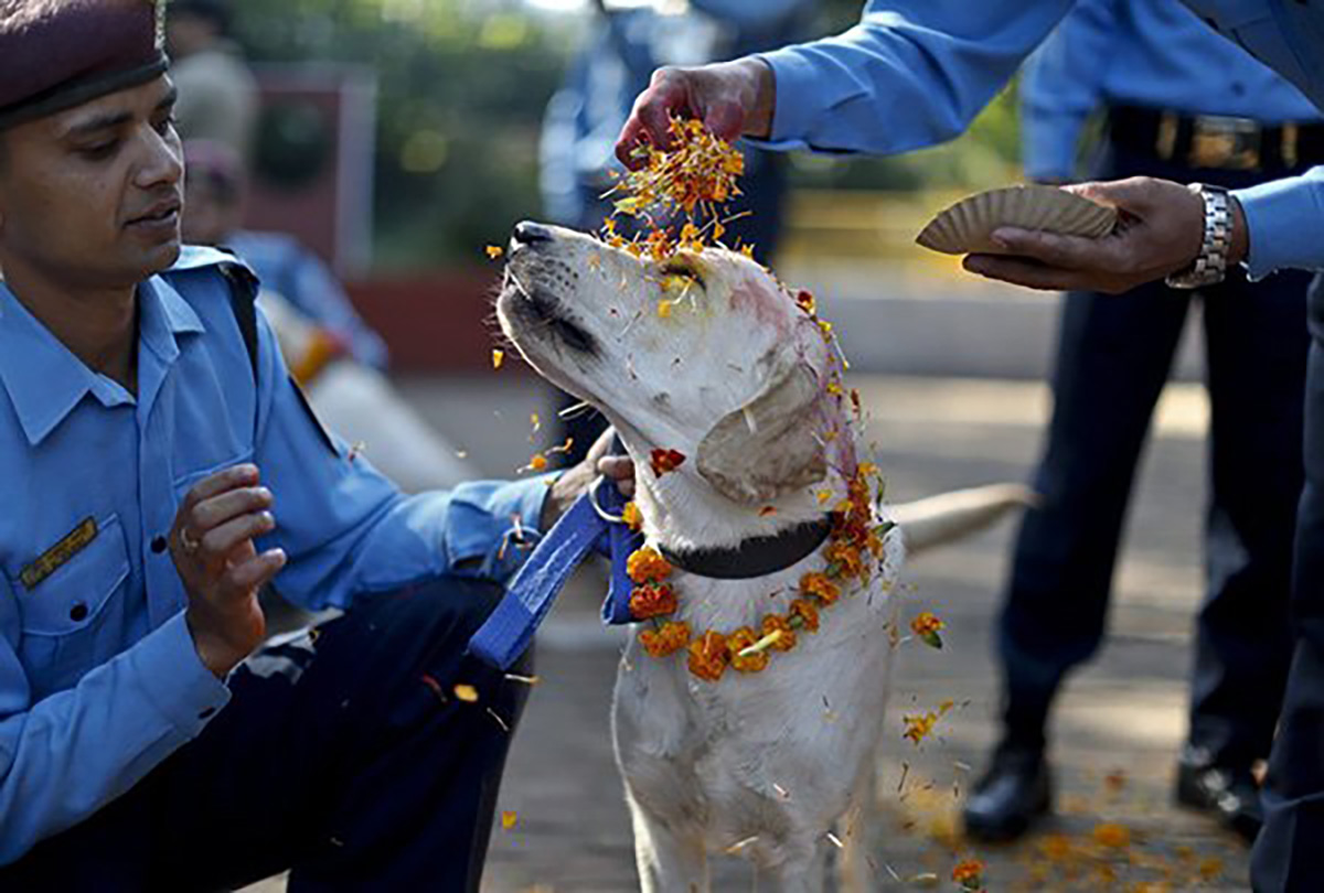 In Nepal, There Is A Festival Every Year To Thanks Dogs For Being Our Friends Dog, Nepal