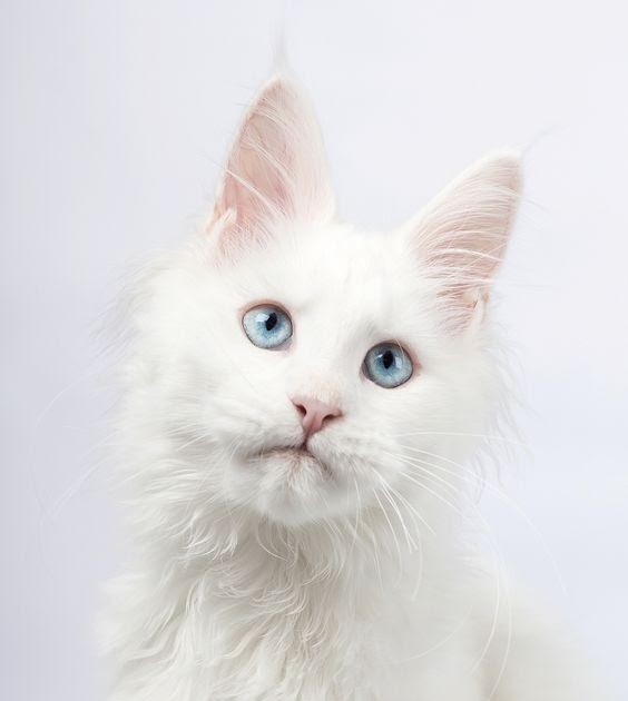 Can Maine Coons have blue eyes?