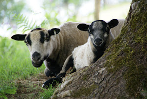 Badger Face Welsh Mountain Sheep