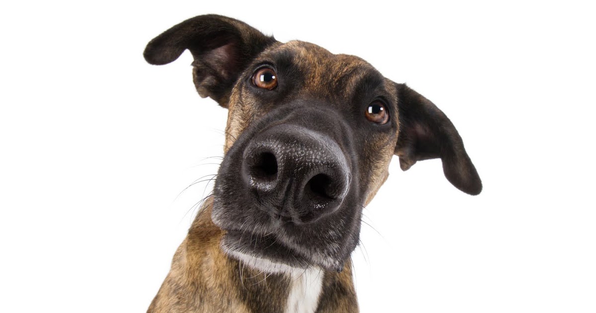 Why Does My Dog Dislike A Particular Person? Something to Bark About!