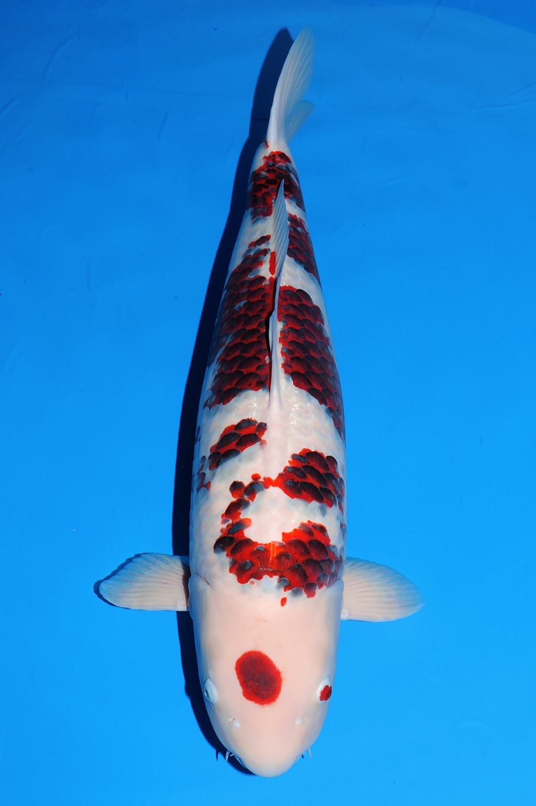 Jual Bibit Koi Ai Goromo (Anakan) Unggul DUTA KOI Jual Ikan Koi jpg (1065x1600)