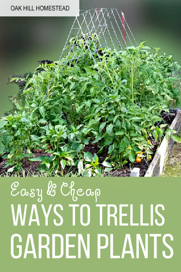 4+ Ways to Trellis Tomato Plants to Maximize Your Garden Space Oak Hill Homestead