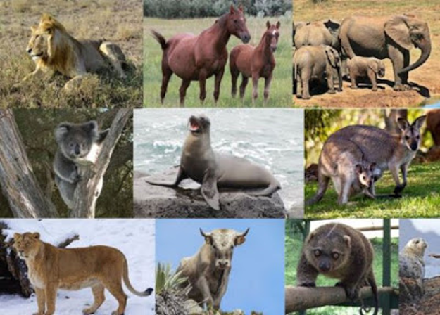 Berikut ini ciri-ciri vertebrata. - Primalangga