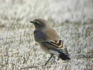 Limícolas en Burgos