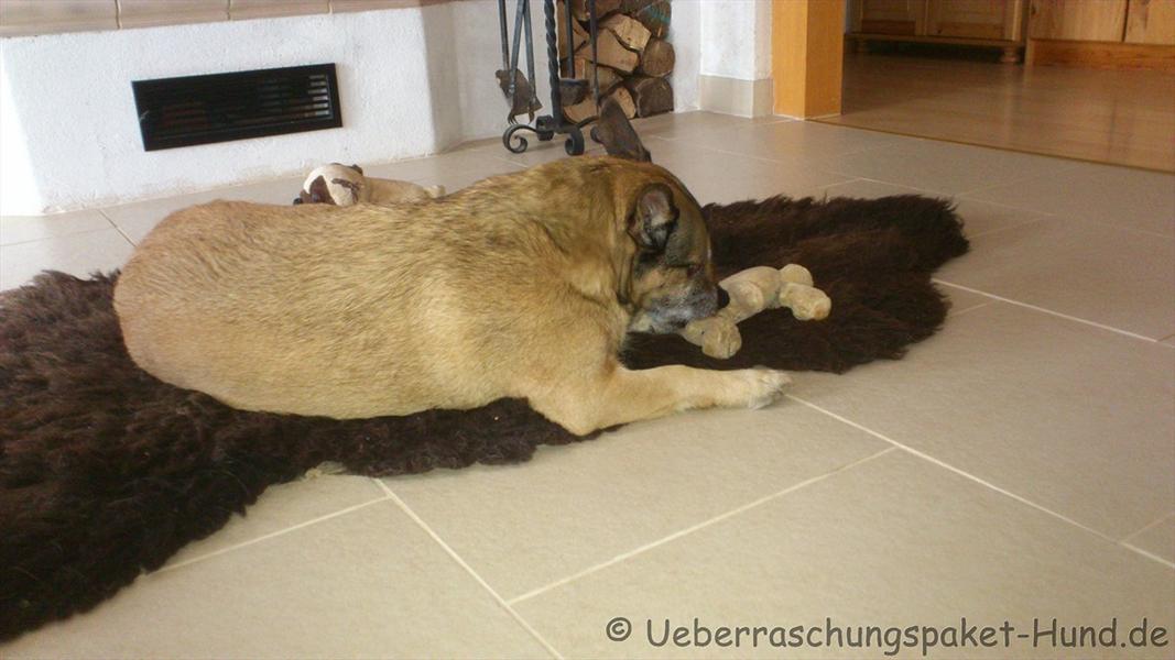 Überraschungspaket Hund - ein Hundeblog der zeigt, wie unterschiedlich