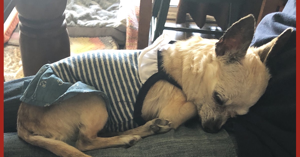 bailey unleashed lap nap