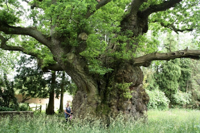 Les arbres magiques : le chêne  Lydham