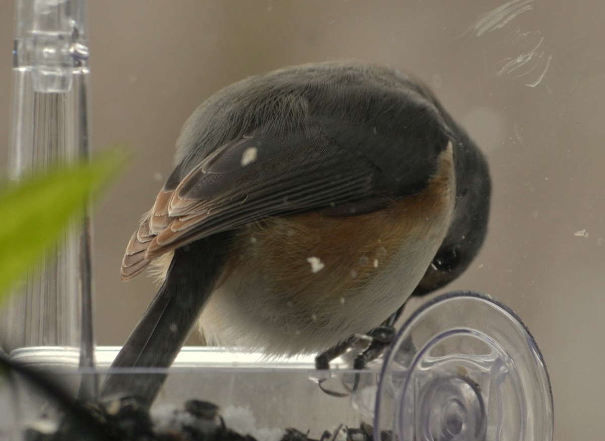 Woods Walks and Wildlife: January 2015