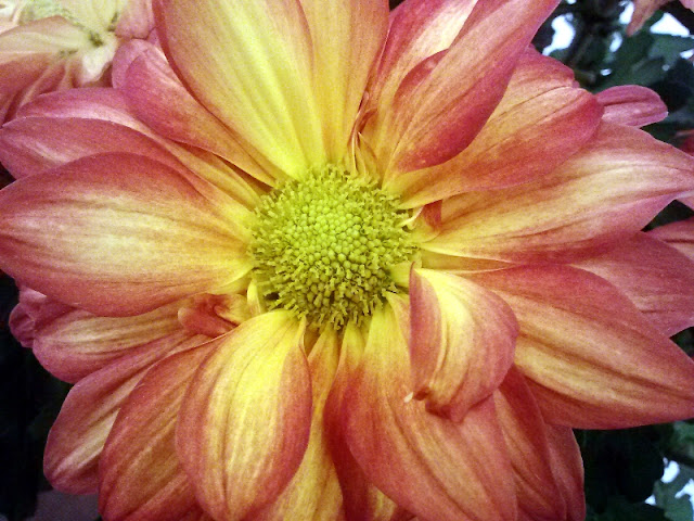 Sunset Daisy bloom #fall #flowers 