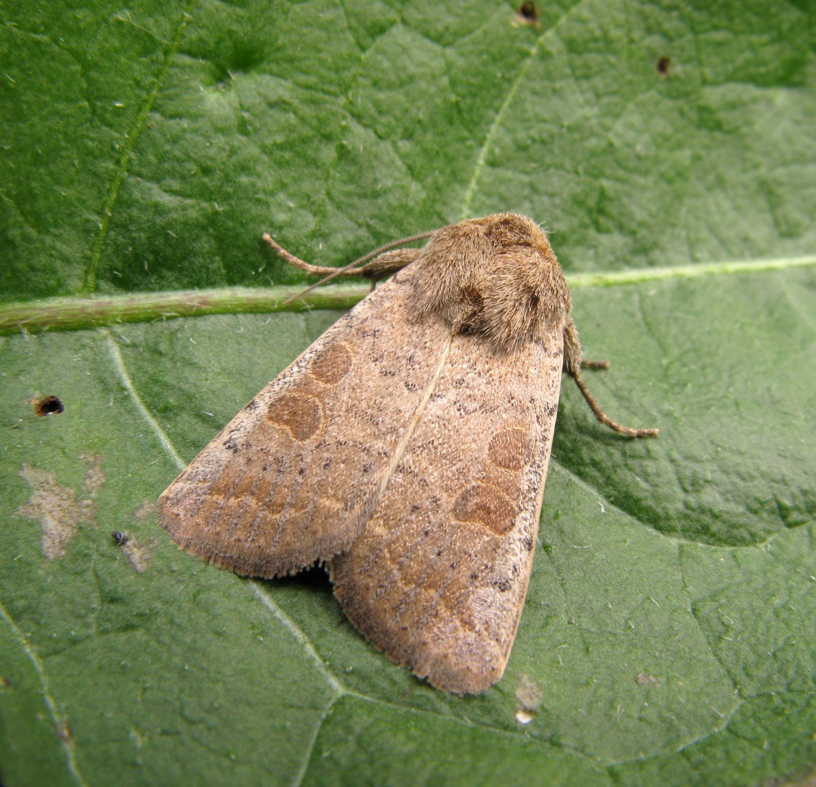 Newhaven Wildlife Newhaven's Butterflies and Moths May 2016
