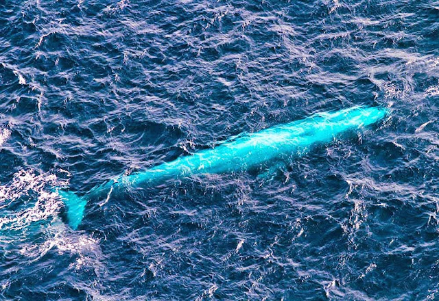 Baleia azul - maior animal do mundo