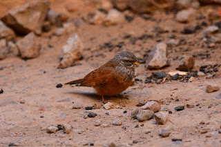 Emberiza sahari - Bruant du Sahara Emberiza sahari - Bruant du Sahara