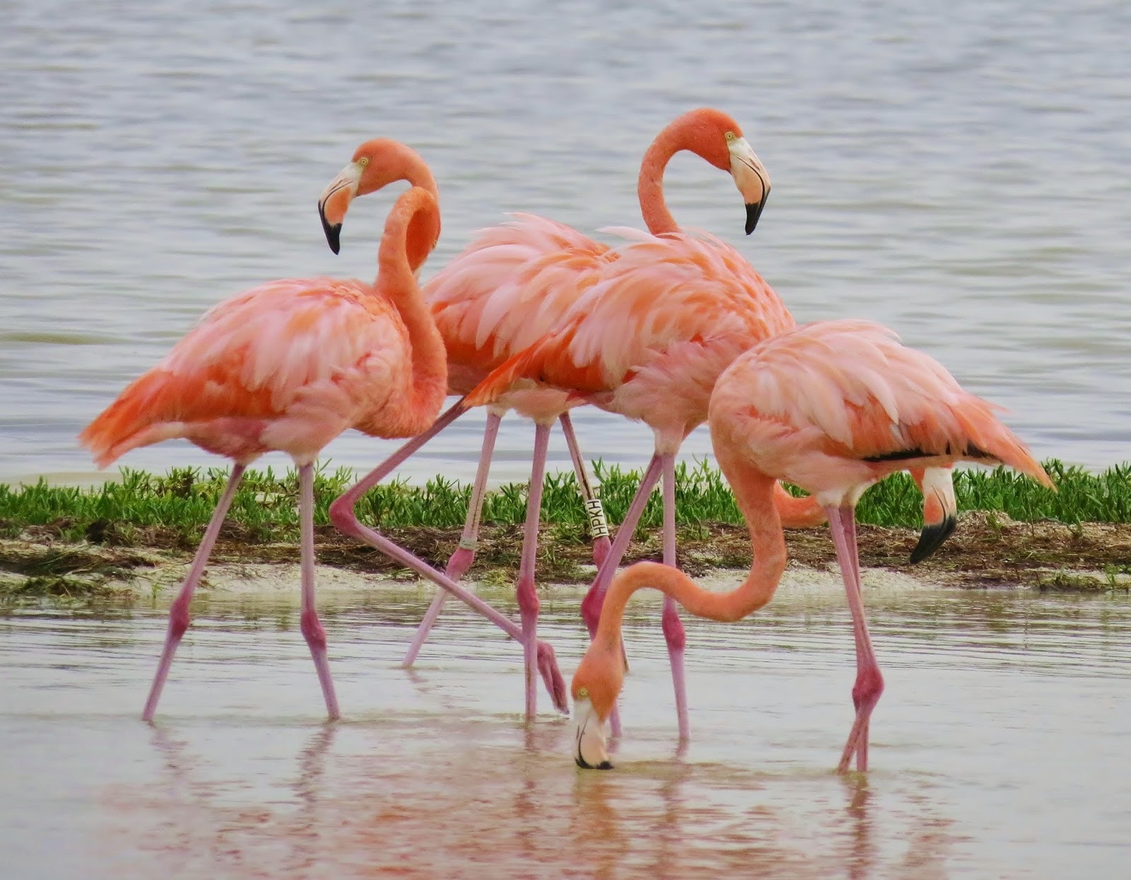 Rio Lagartos Tours con Elmer Canul: Flamingos Boat Tours