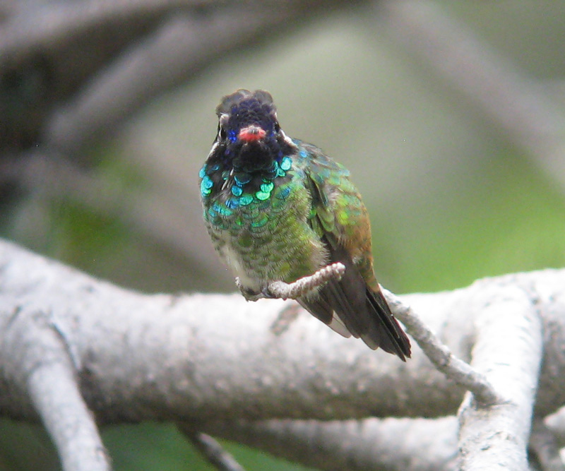 Pioneer Birding AZ Whiteeared Hummingbird 07/28/10