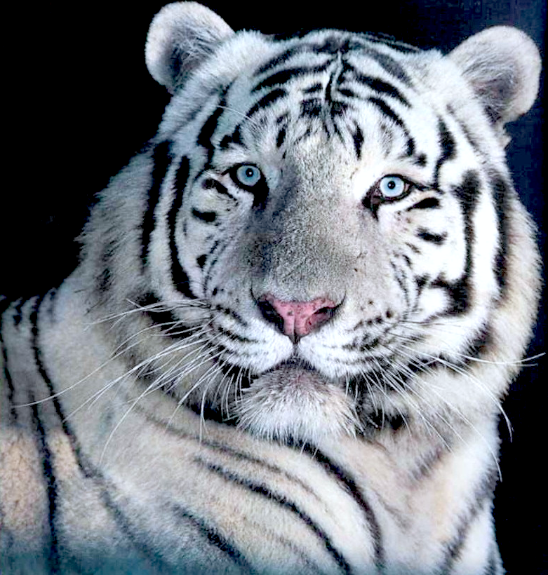 Photo De Tigre Blanc Au Yeux Bleu Jack aime/Jack n'aime pas: Un vrai tigre blanc
