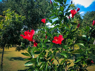 Beautiful Garden With Red Blooming Flowers Of Hibiscus Or Rosemallow Plants In The Morning Sunshine North Bali Indonesia