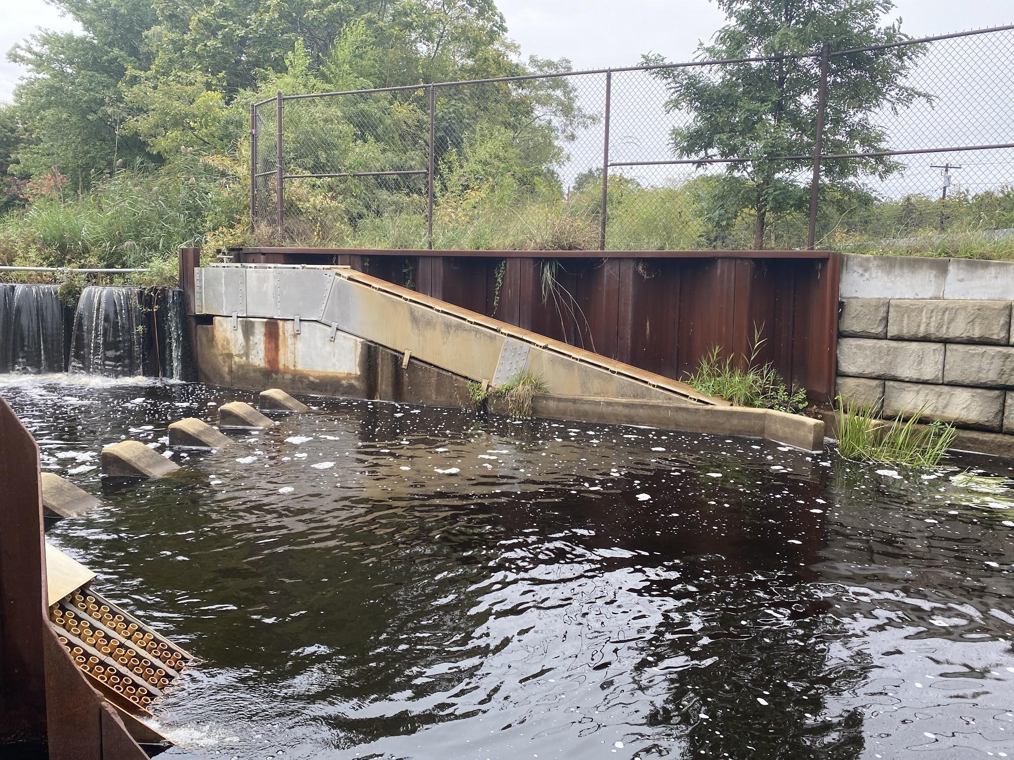 MAR 355 Riverhead; Fish Ladders & New York Marine Rescue Center, Sept