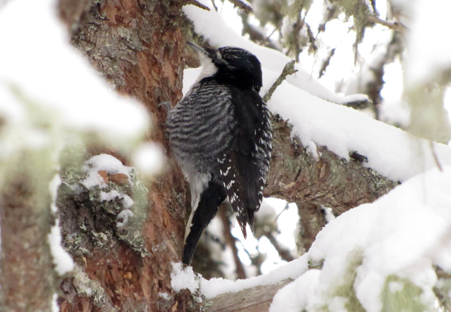 North Shore Nature: A good winter for American Three-toed Woodpeckers