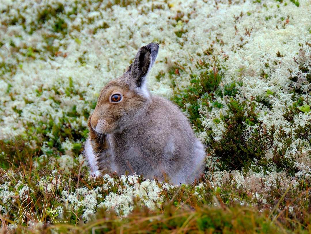 TARMACHAN MOUNTAINEERING MOUNTAIN HARE PHOTOGRAPHY