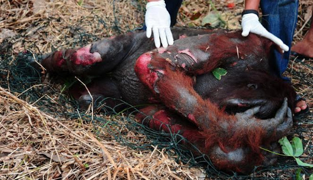 barritas energéticas.. y salvemos a los orangutanes por favor...{stop al aceite de palma}