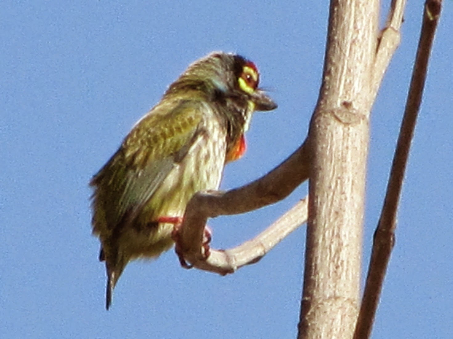 An unidentified species of bird in Kukrail forest