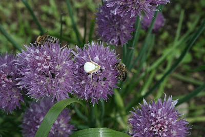 Flower Crab Spider