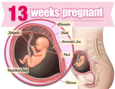 Thai nhi tuần thứ 13: Nhau thai bây giờ gần như đã được thiết lập hoàn chỉnh