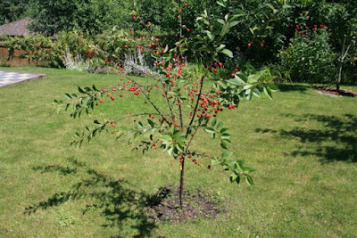 Young Morello sour cherry tree.