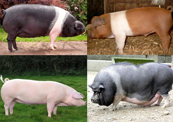 pig breeds, list of pig breeds, best pig breeds