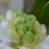 The Fragrant Hyacinth