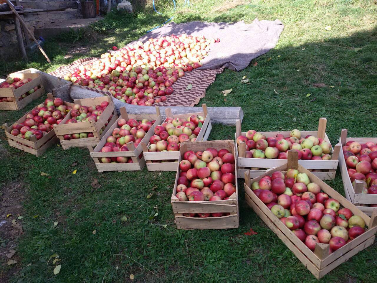 Janas Steinzeit: (Video) Apfel - Milchreis * Monsieur Cuisine Plus