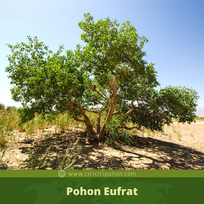 Pohon Eufrat