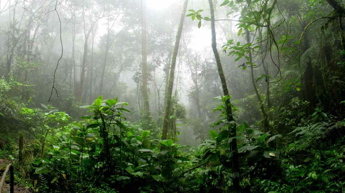 ecosistemas terrestres