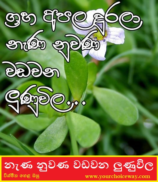 ග්‍රහ අපල දුරලා නැණ නුවණ වඩවන ලුණුවිල (Lunuwila) - Your Chice Way