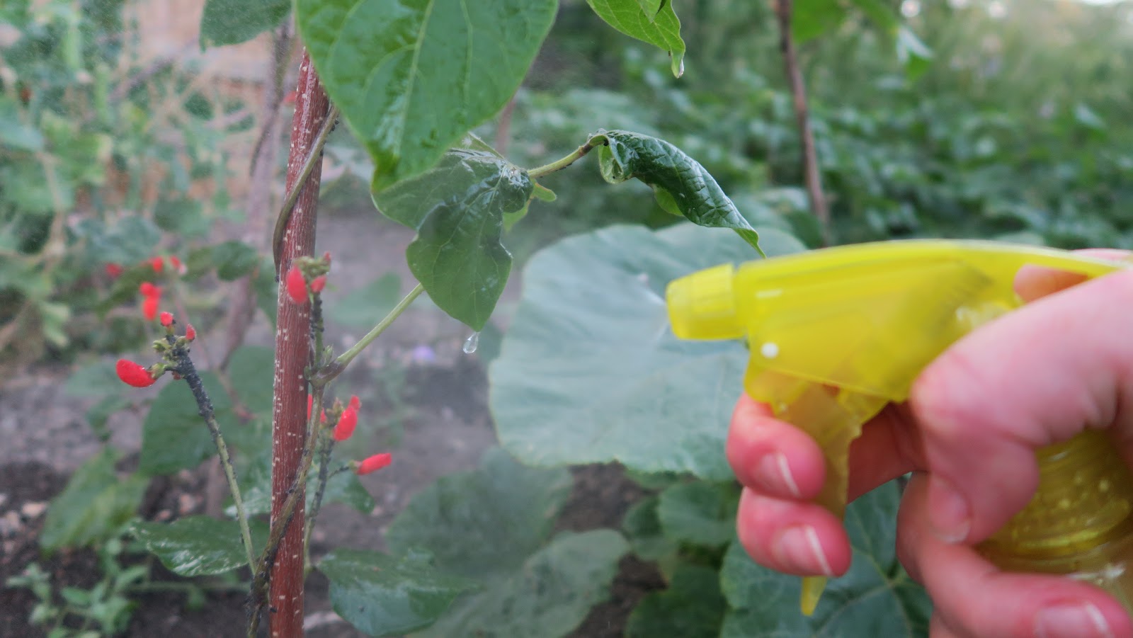 Black Bean Aphid on Runner Beans